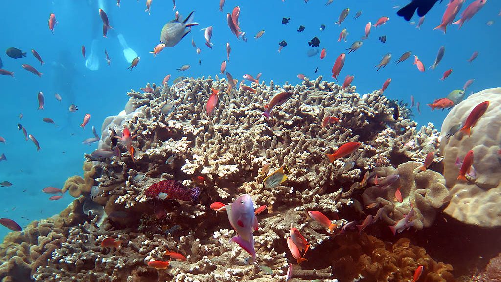 Bali Coral Reefs and Fish - Pulau Boat Charter