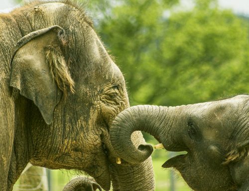 Ethical Elephant Tourism in Thailand