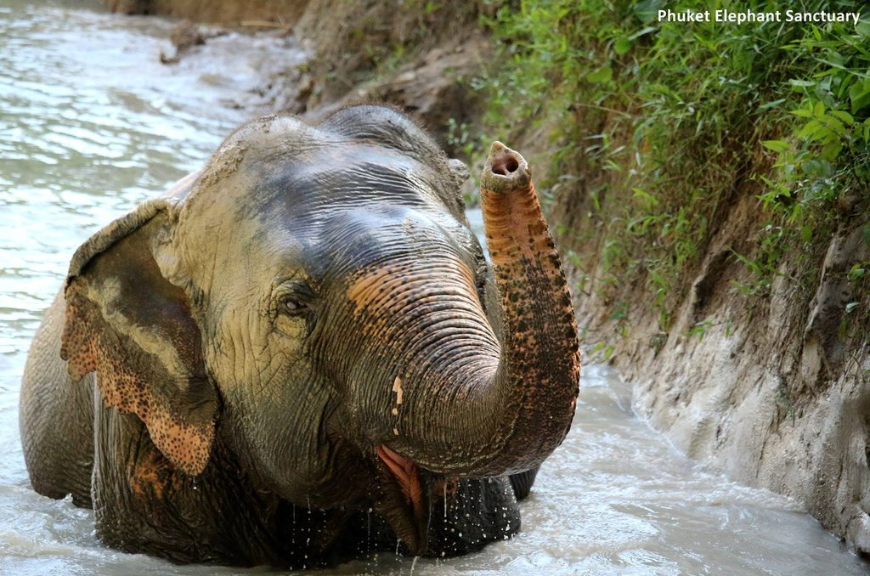 Ethical elephant sanctuary in phuket thailand