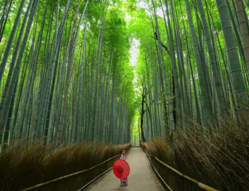 Wellness in Japan – 5 Things That Will Transform Your Life