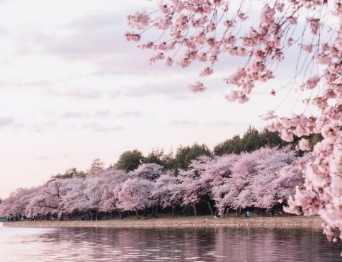 Cherry Blossom Dates 2025 & Unmissable Hokkaido Spring Festivals